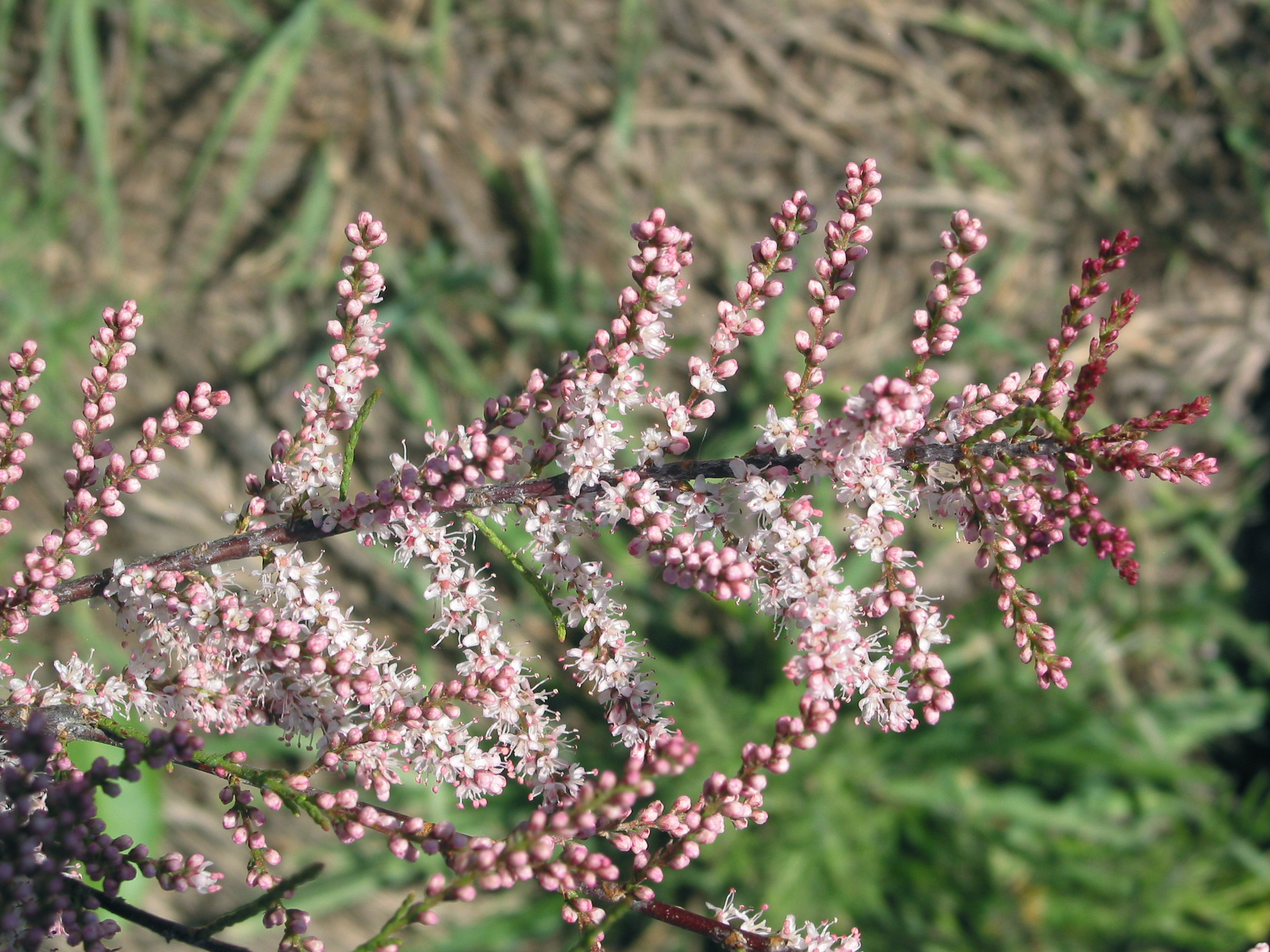 salt cedar, tamarisk (Tamarix parviflora)